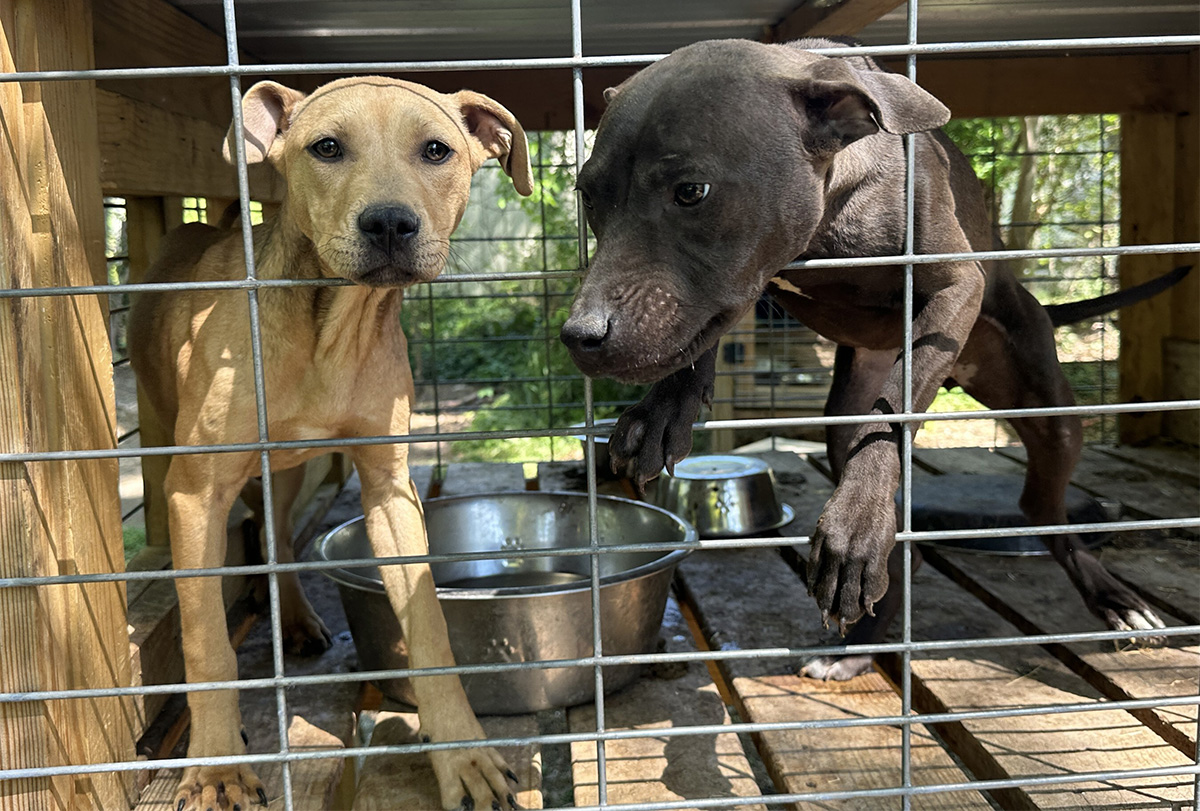 Animal Rescue Corps (ARC) rescues eight neglected pit bulls with aid of ...